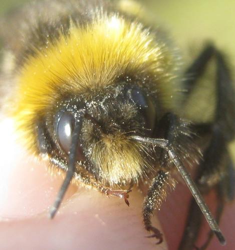 Bombus sp.